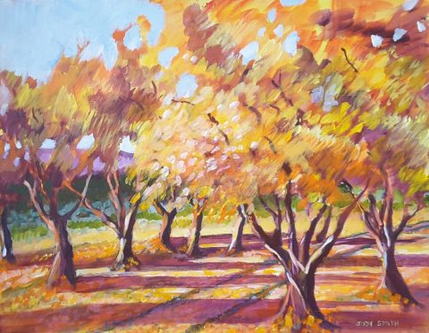 Apricot Orchard