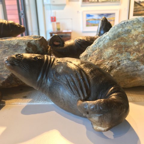 Adult seal
