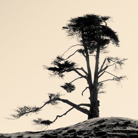 Lone Tree, One Tree Hill, Auckland