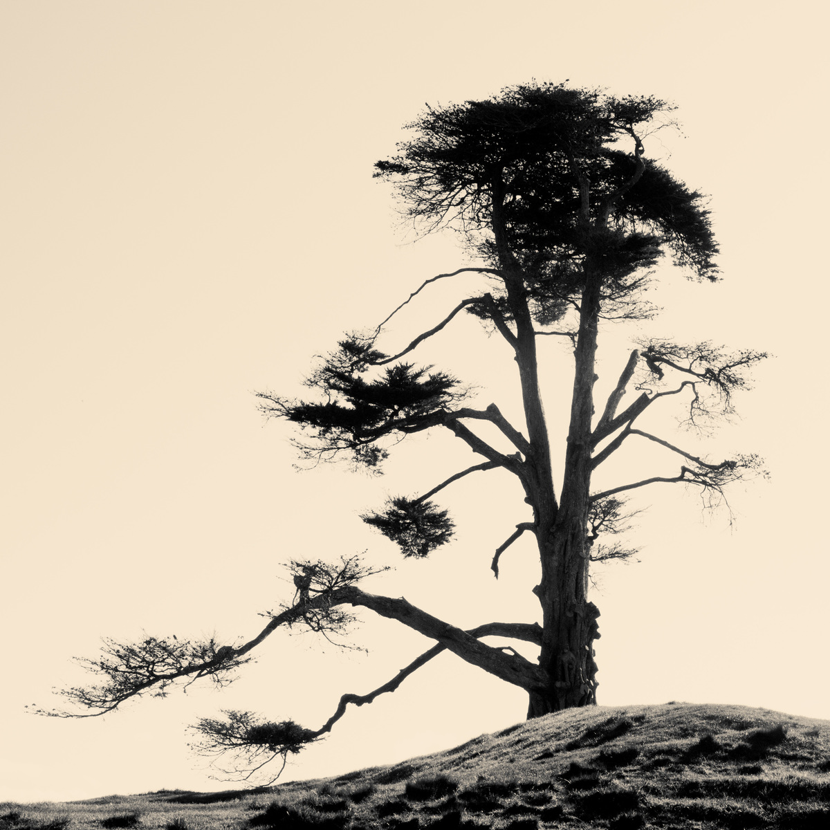 Lone Tree, One Tree Hill, Auckland